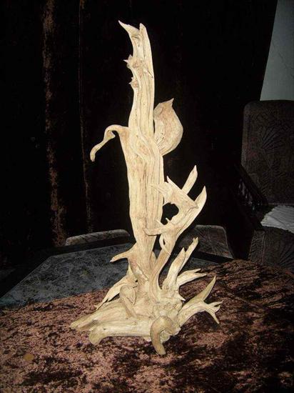 Rzeźby z korzeni - korzenie-szczawnica-pieniny-47-duze.JPG