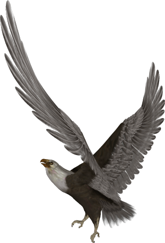Zoo-Ptaki Orzeł - eagle-025.png