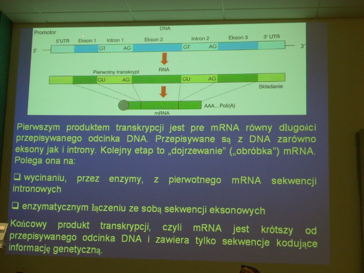genetyka wykł 4 - DSCN0663.JPG