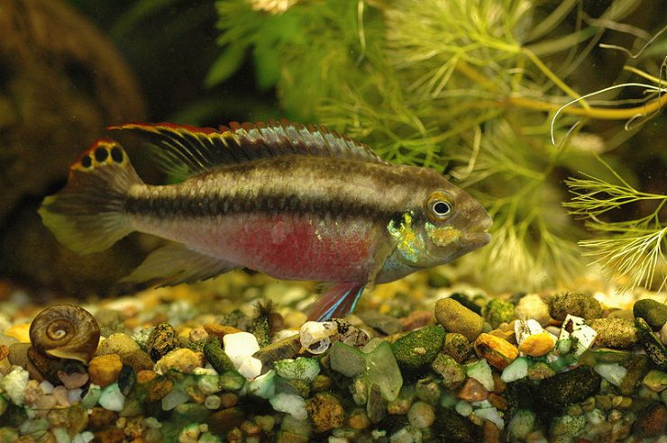 ryby z akwarium - Barwniak czerwonobrzuchy.jpg