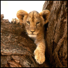 zwierzęta - Lion Cub.png
