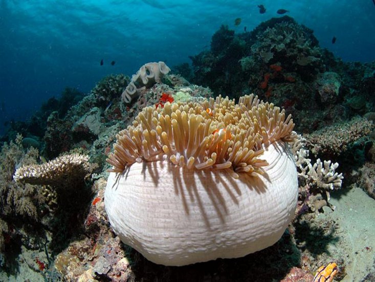 podwodny świat - Rafa koralowa28.JPG