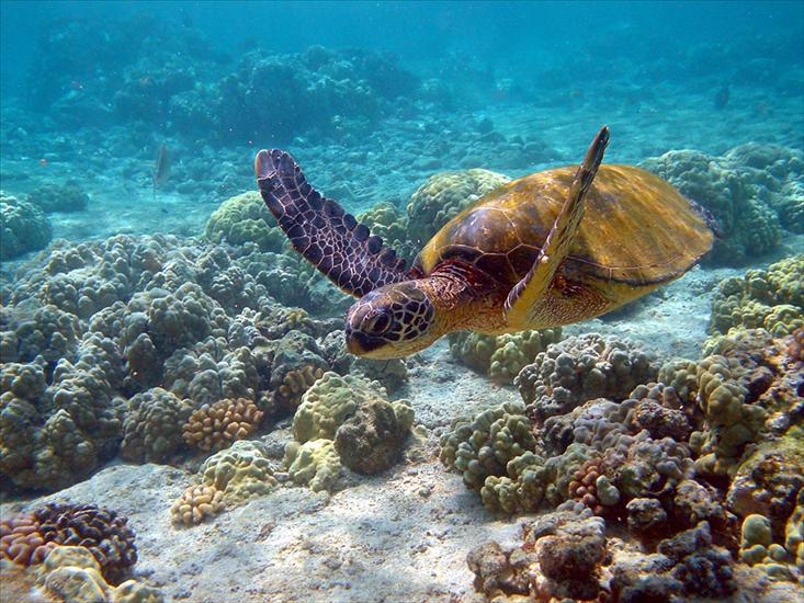rybki - Hawaii_turtle_2.jpg