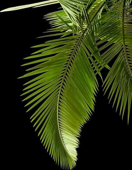 domatorka - Palm leaves 5.png