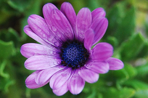 Stokrotki margaretki - small purple daisy flower image.jpg