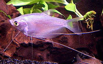 Ryby akwariowe - Trichogaster20microlepis1.jpg
