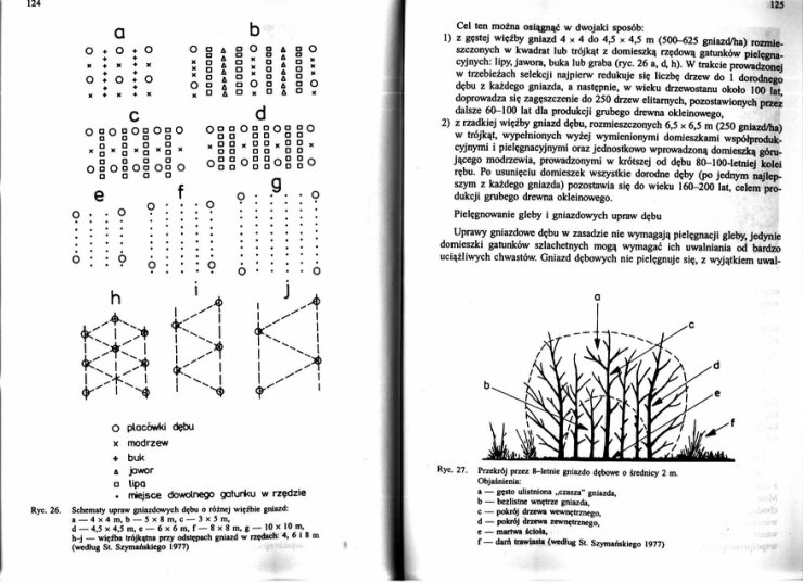 Charakterysyka drzew jaworski - Charakterystyka hodowlana drzew leśnych 74.JPG