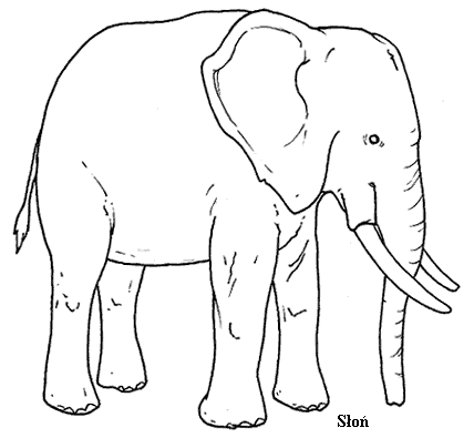 Słonie - Słoń.gif