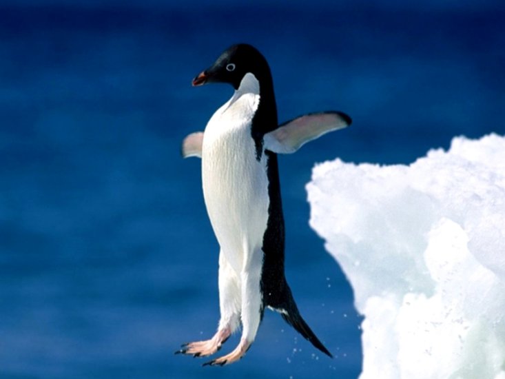  Pingwiny - 0003 - 0989.jpg