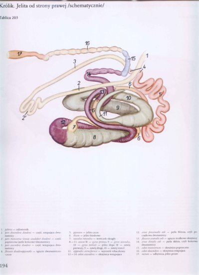 atlas anatomii-tułów - 190.jpg