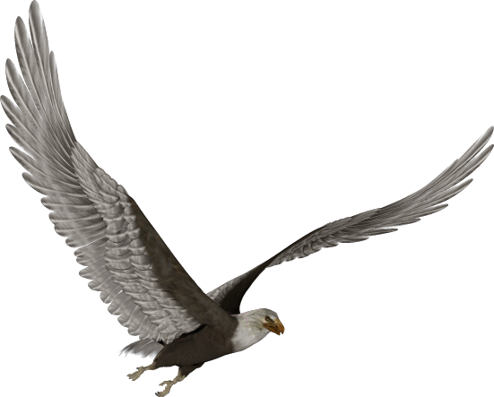 Zoo-Ptaki Orzeł - eagle-026.png