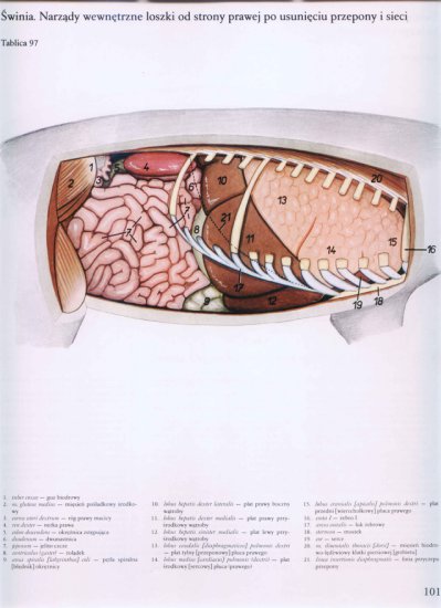 atlas anatomii-tułów - 097.jpg
