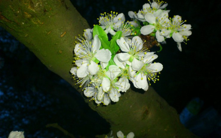 Kwiaty HD - ewallpics-com 12.jpg