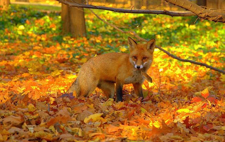 3.Jesienna - Red-fox-caught-mouse-in-bright-foliage-of-fall-forest.jpg