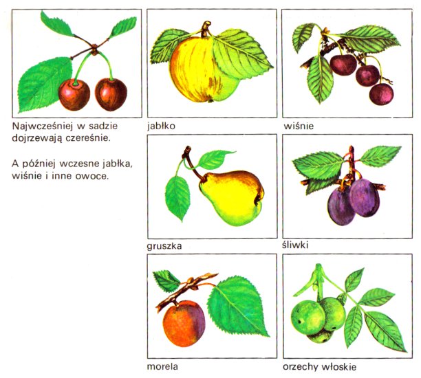 ilustracje owoce - owoce 2.bmp