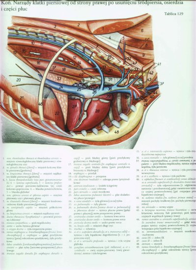atlas anatomii-tułów - 124.jpg