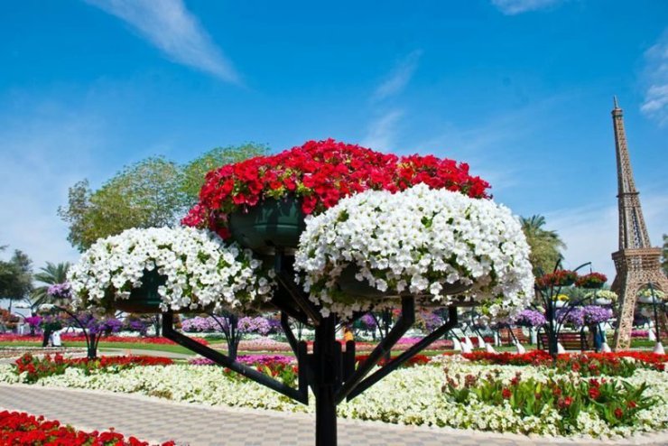 Piękny ogród kwiatowy Al Ain - 27.jpg