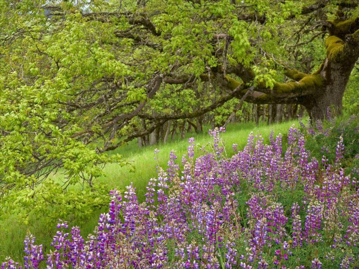 Tapety na pulpit - Lupine and Oak Tree, Redwood National Park, California.jpg