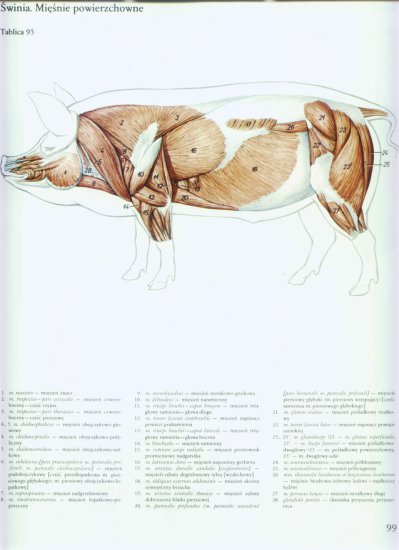 atlas anatomii-tułów - 095.jpg