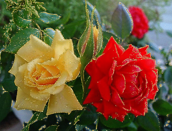 kwiaty - różespx.gif