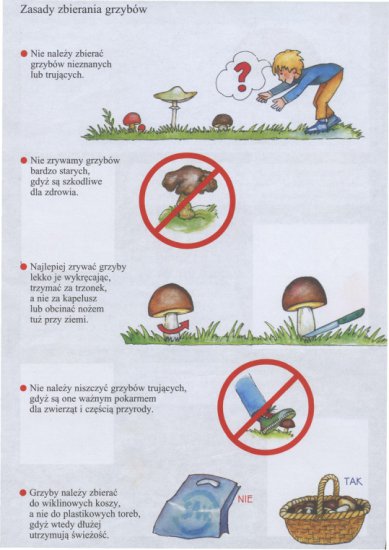 Biologia, przyroda - zasady zbierania grzybów.jpg