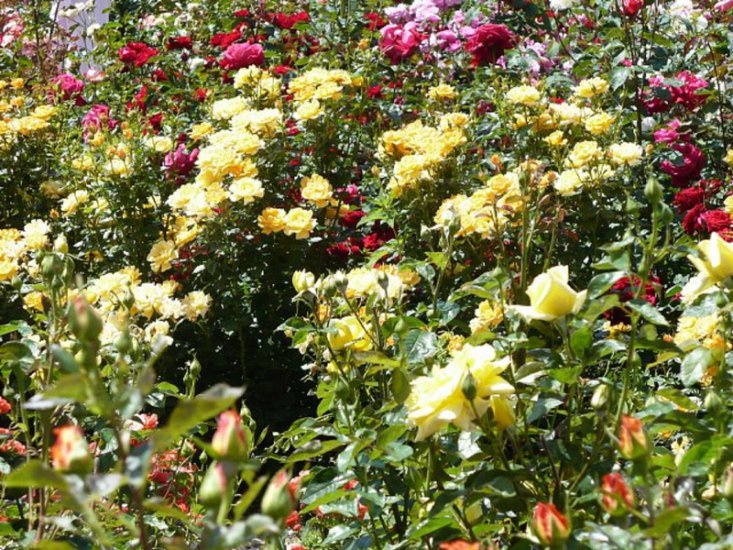 ogrody różane,pergole - kozlowka_w_rozarium.jpg