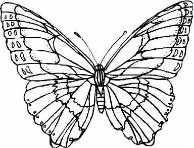 Motyle - insekt003.jpg