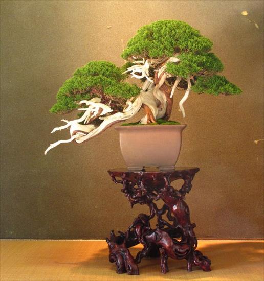  bonsai - najpiękniejsze drzewka - c292702962bb253f0289dc6a279b017d.jpg