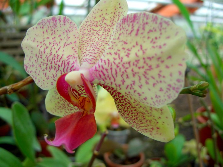 orchidee - Kwiaty 149.jpg