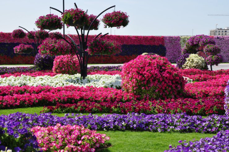 Piękny ogród kwiatowy Al Ain - 44.jpg