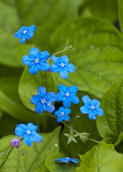 Kwiaty - niebieskie kwiatki.jpg