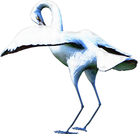 Zoo-Ptaki Bocian - egret-06.png