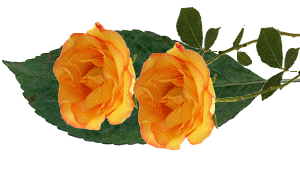 Róże - 1250149160-580.png