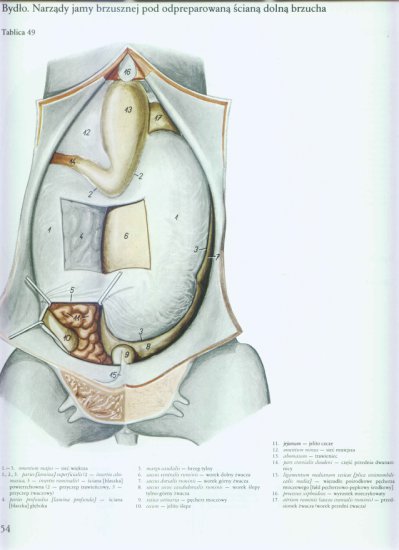 atlas anatomii-tułów - 050.jpg