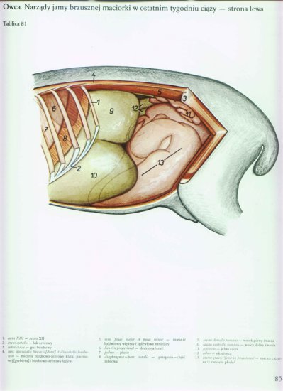 atlas anatomii-tułów - 081.jpg