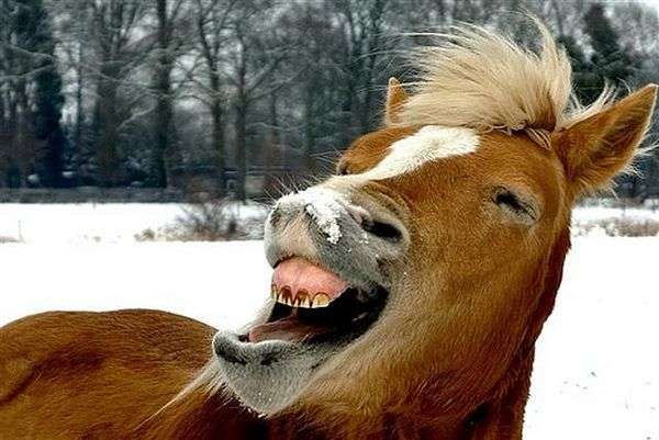 Konie - Koń by się uśmiał.jpg