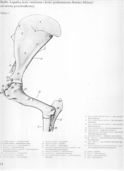 atlas anatomii topograficznej-miednica i kończyny - 008.jpg