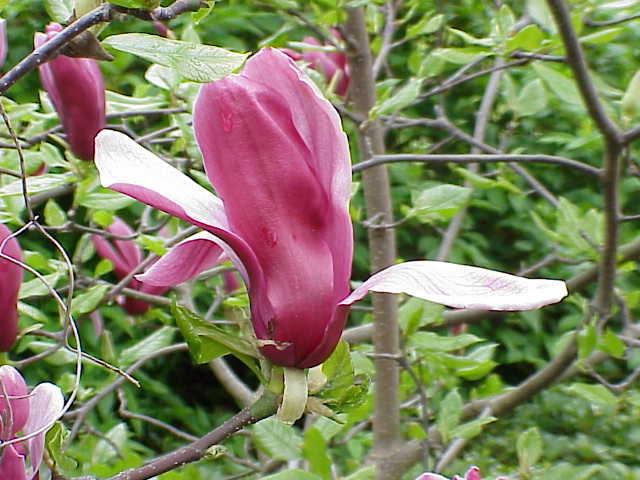  Kwitnące Drzewa i Krzewy - 0955 Magnolia.jpg