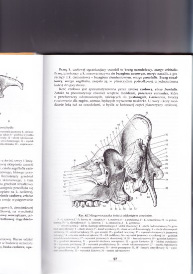 Osteologia - 97.jpg