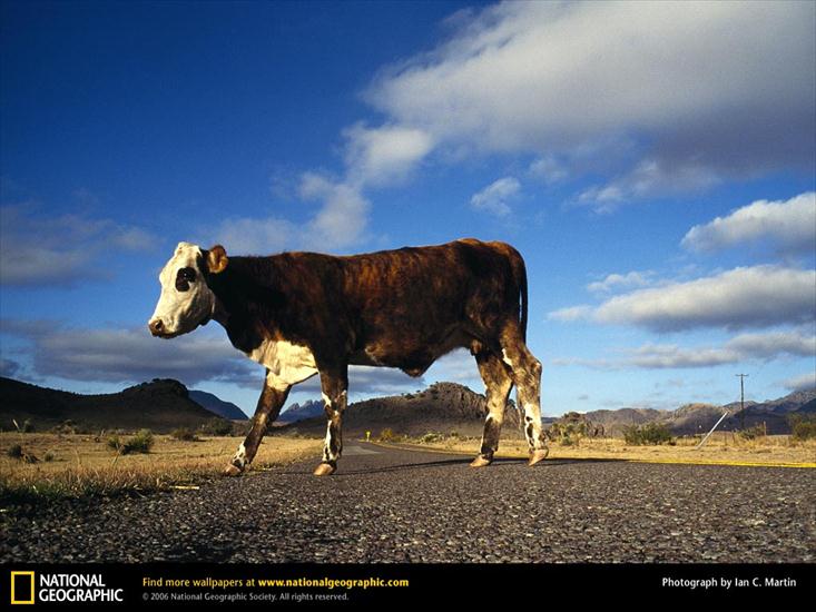 Tapety National Geographic - 110.jpg