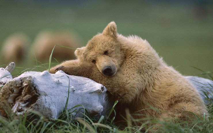96 Bears Wallpapers - A Comfy Place, Katmai National Park, Alaska.jpg