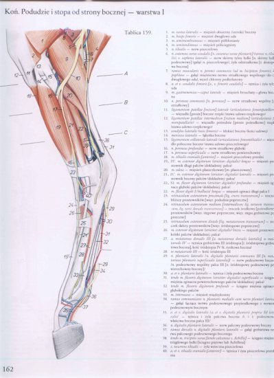atlas anatomii topograficznej-miednica i kończyny - 156.jpg