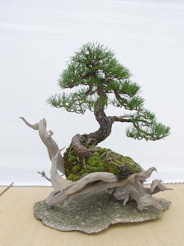   bonsai - najpiękniejsze drzewka - f6358e80e494e68b28e44897ff13fad6.jpg