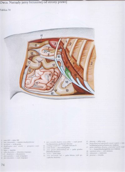 atlas anatomii-tułów - 070.jpg