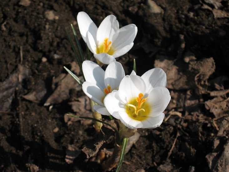 Wiosna -Barwne jpg - spring_nature_27.jpg