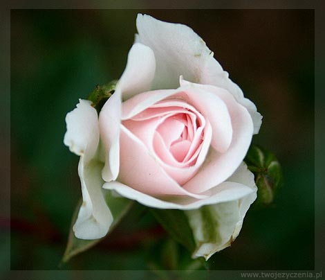  Róża - okazje_roza_12.jpg