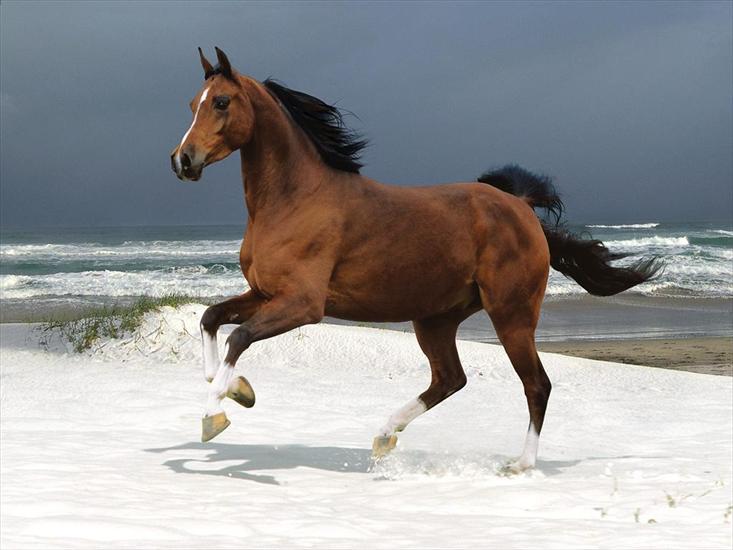 Piękne Konie - horse.jpg