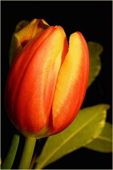 Wiosna - tulipanek.jpg