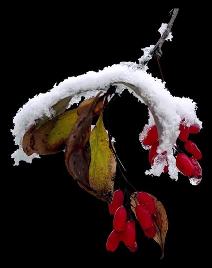 zimowe drzewka i krzewy - winter-nm1.png