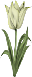 Tulipany - kwiatek 41.png